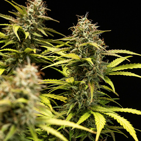 cosmos-f1_semenacannabis_strain
